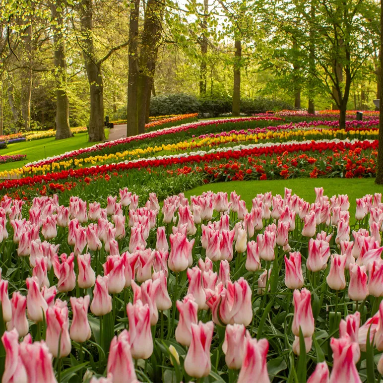 Keukenhof